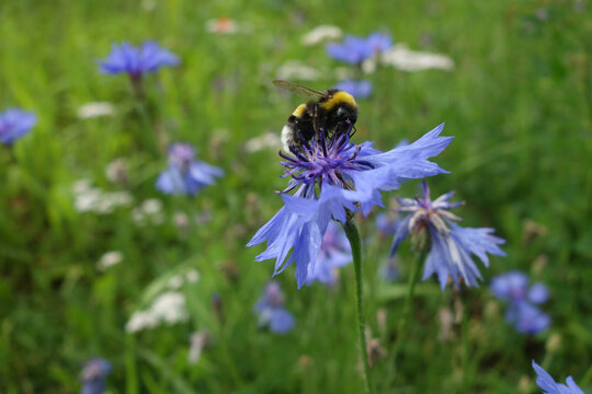 Bumblebee sipping nectar from a purple cornflower in the mea