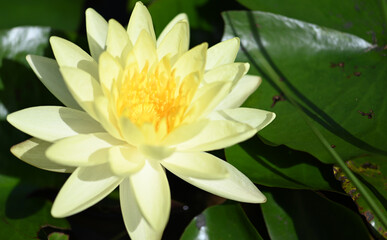 Close up of Beautiful Lotus Flower Blossom in Pond.