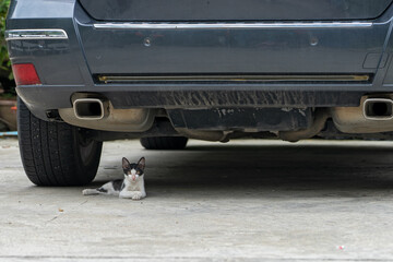 Cat hide under the car
