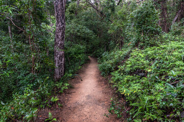 Fototapeta na wymiar path in the forest Noosa National Park Tanglewood Track