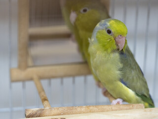 Two forpus parrotlet bird pie dark green and olive stay together on branch in cage. Selective focus