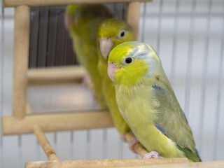 Two forpus parrotlet bird pie dark green and olive stay together on branch in cage. Selective focus