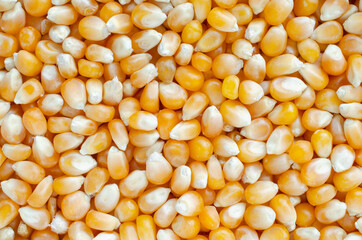 Closed up dry organic corn seed pile after harvested from the farm, ready for  planting or cooking