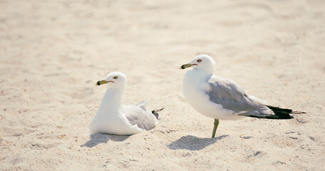 Seagulls in the Sand
