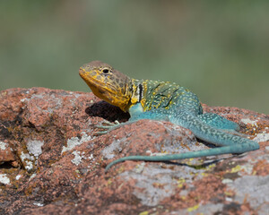 Male Eastern Collared Lizard