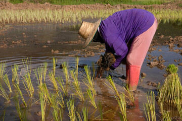 farmer planting rice