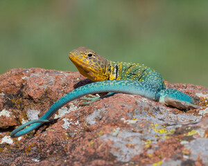 Male Eastern Collared Lizard