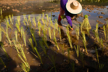 reeds in the lake