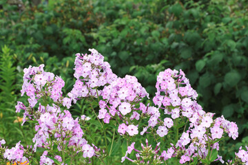Phlox paniculata. Gorgeous bright pink and purple flower buds on a background of green grass.