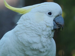 Delightful appealing Sulphur-crested Cockatoo.