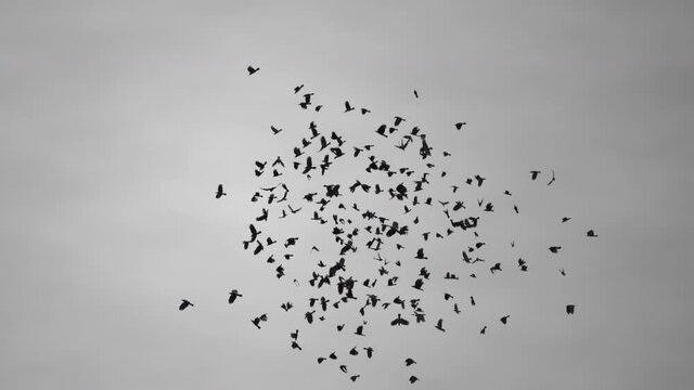 flock of crows or ravens flying in a loop direction in the dark grey sky