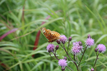 August Butterfly, Pylypow Wetlands, Edmonton, Alberta