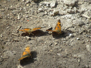 Monarch Butterflies