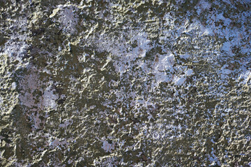 green moss on the stone