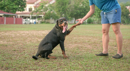 Dog Rottweiler paw reach out to touch man hand, hand shaking gesture, tongue wagging and smiling at...
