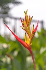 The author took a photo shoot at garden. The set of photos were taken on the morning of August 8, 2021. Content: the beauty of flowers.