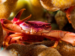 Red-fingered Coral Crab (Tetralia rubridactyla) with eggs at Little Lember I dive site in Sogod Bay, Southern Leyte, Philippines.  Underwater photography and travel.