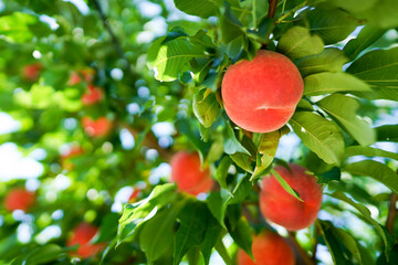 真夏の桃畑で見上げたピンク色に色づいた桃あかつき