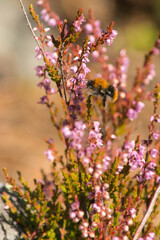 Bumblebee on a flower
