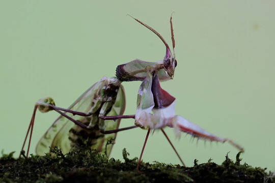 Praying mantis (Idolomantis Diabolica) is walking on mossy ground. 