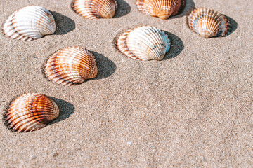 Tropical background with seashells, shells on sand tropical sea beach. Design of summer vacation holiday concept.