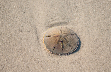 Sand Dollar on Daufuskie