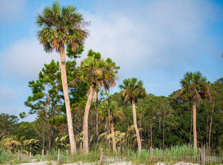Fototapeta premium Daufuskie Views