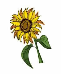 Hand drawn color vector sunflower.