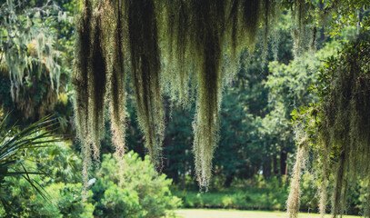 Live Oaks and Spanish Moss