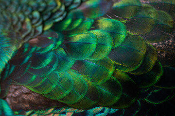 Obraz premium Close up of the peacock feathers .Macro blue feather, Feather, Bird, Animal. Macro photograph.