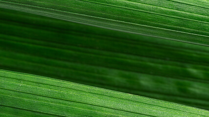 Close up green leaves, diagonal background