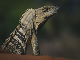 lizard on a rock