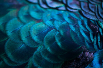 Close up of the  peacock feathers .Macro blue feather, Feather, Bird, Animal. Macro photograph. © Thanumporn