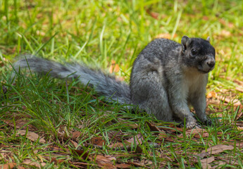 Squirrel on Daufuskie Island