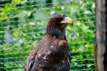 eagle in the zoo