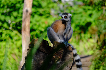 ring tailed lemur on a tree