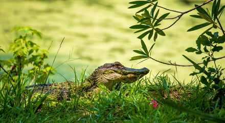 Alligators on Daufuskie Island