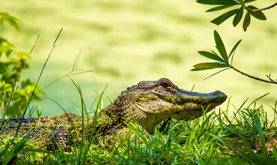 Alligators on Daufuskie Island