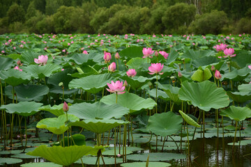 Nut-bearing lotus (Latin: Nelumbo nucifera) is a species of perennial herbaceous amphibian plants in the Lotus family (Nelumbonaceae). A lake with flowers.