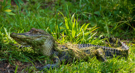 Alligators on Daufuskie Island