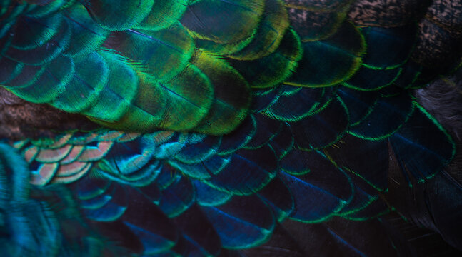 Close up of the  peacock feathers .Macro blue feather, Feather, Bird, Animal. Macro photograph.