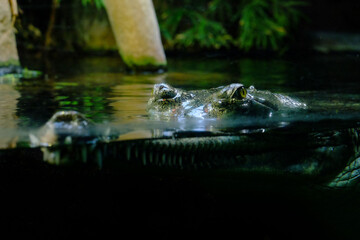 crocodile in water