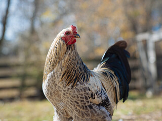 White rooster 1