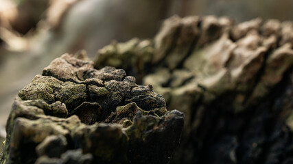 Wood texture from dead tree looked like cave stone texture. Bokeh and blur photo of a tree log surface.