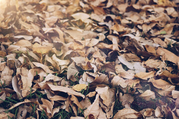 Dry leaf on ground in park texture abstract  background.