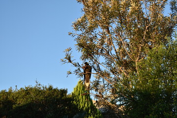 Black Cockatoo in a tree eating native seed