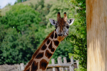 giraffe in the zoo