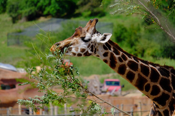 giraffe eating grass