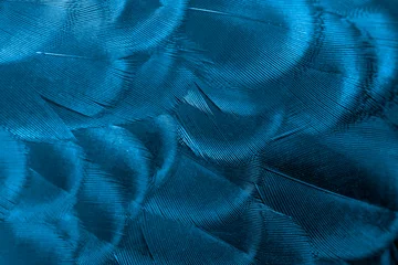 Foto op Aluminium Peacock feathers in closeup ,beautiful Indian peafowl for background ,blue tone © chamnan phanthong