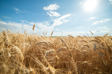 Fototapeta na wymiar Weath cereal field in Serbia in the summer